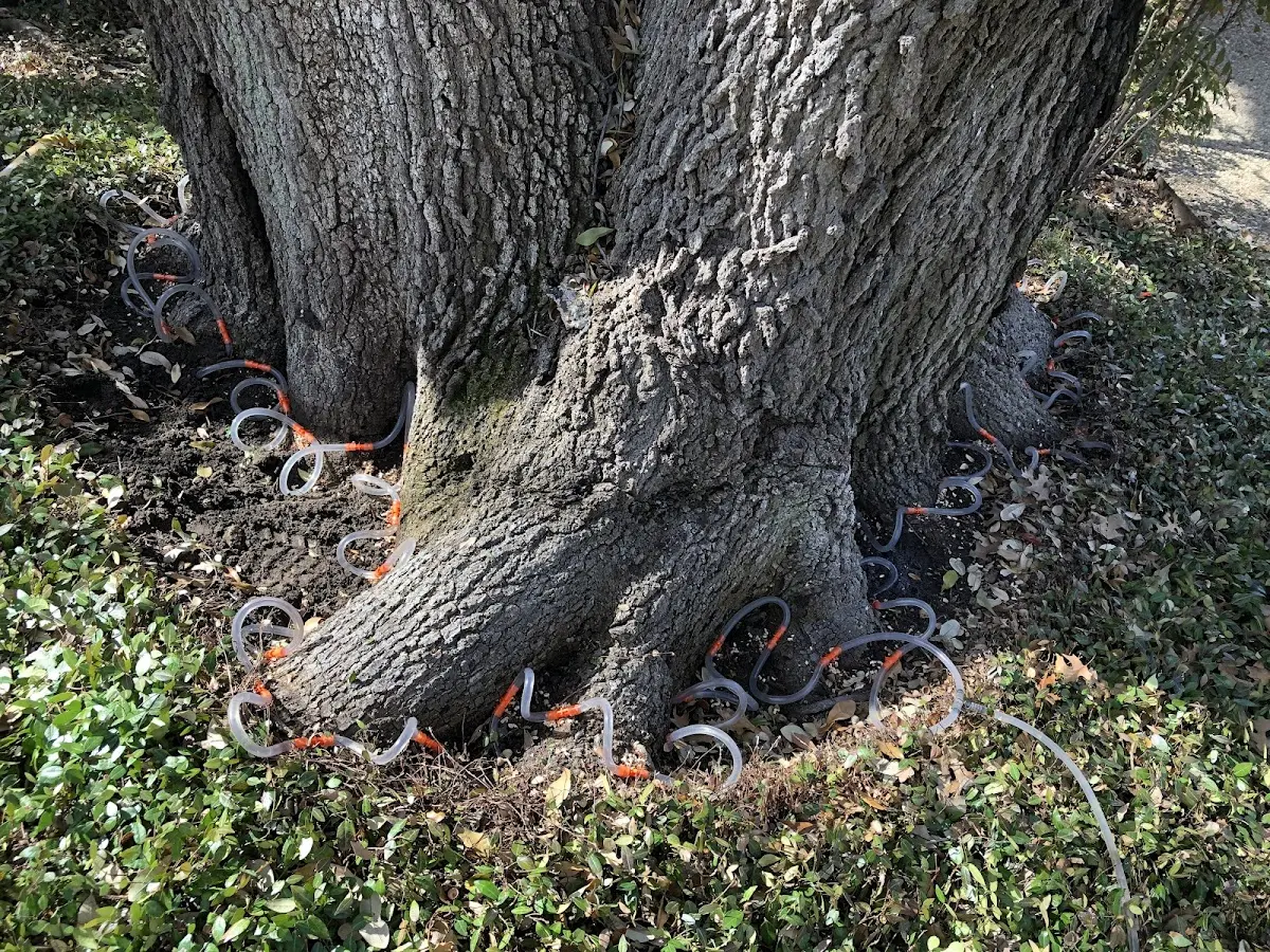 Detailed Tree Cabling and Bracing job site in Hugheston