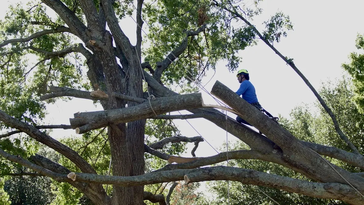 Professional Crown Thinning performed by certified arborists in Hugheston