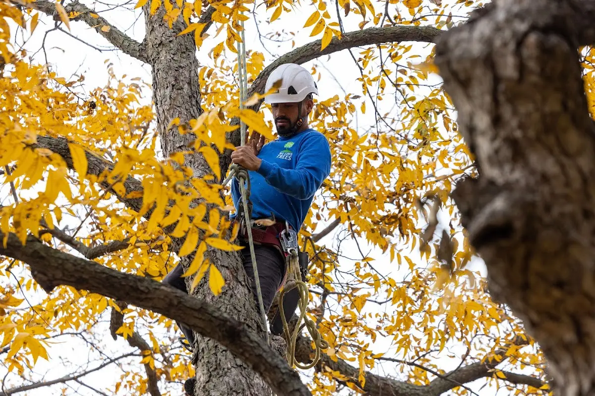Skilled Tree Pruning crew working in Hugheston
